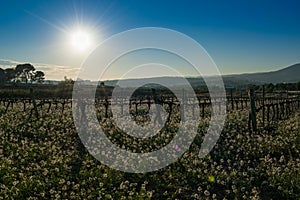 Vineyard and white flowers Candytuft Iberis amara in Spain