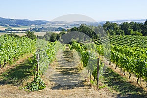 Vineyard in the Willamette Valley