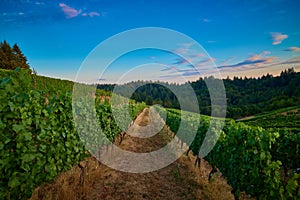 Vineyard in the Willamette Valley of Oregon