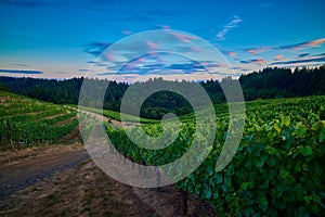 Vineyard in the Willamette Valley of Oregon