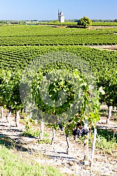 Vineyard with windmill