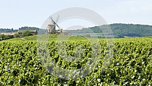 Vineyard, with windmill from Beaujolais.