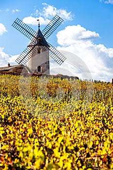 vineyard with windmill near Chenas, Beaujolais, Rhone-Alpes, Fra