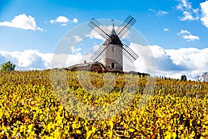 vineyard with windmill near Chenas, Beaujolais, Rhone-Alpes, Fra