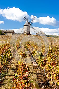 vineyard with windmill near Chenas, Beaujolais, Rhone-Alpes, Fra