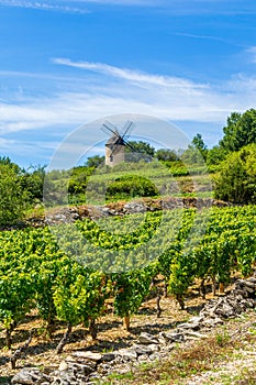 Vineyard and Windmill