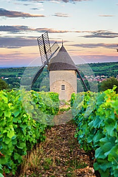 Vineyard and Windmill