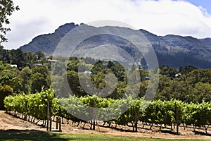 Vineyard of the wine farm Groot Constantia