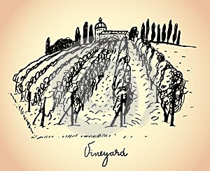 Vineyard. Wine & Grape illustration.