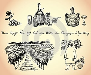 Vineyard. Wine & Grape illustration.