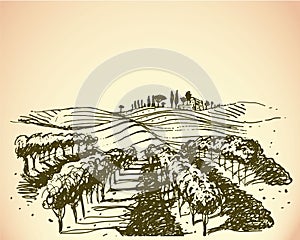 Vineyard. Wine & Grape illustration.