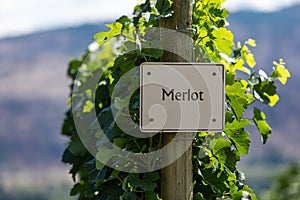 Vineyard wine grape variety sign