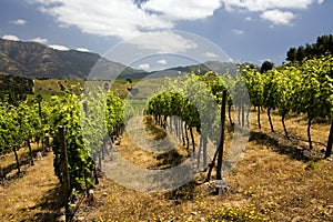 Vigneti vino produzione 