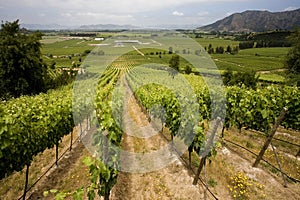 Vineyard - Wine Production - Chile