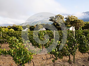 Vineyard in Winelands in Western Cape, South Africa