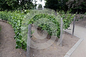 The vineyard of the winery `Concho y Tora`