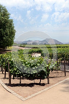 The vineyard of the winery `Concho y Tora`