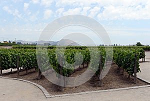 The vineyard of the winery `Concho y Tora`