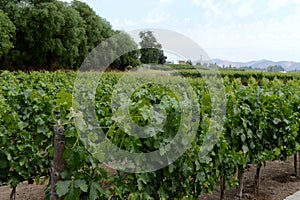 The vineyard of the winery `Concho y Tora`