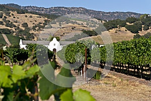 Vineyard and winery in the Napa Valley photo