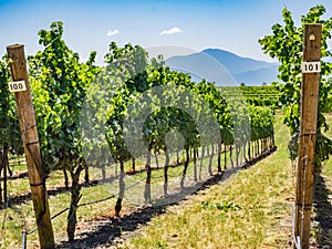 Vineyard and winery in rural area