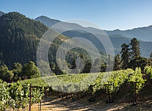 Vineyard and winery in rural area