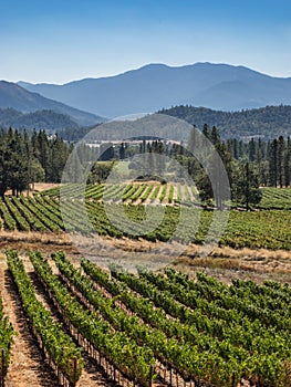 Vineyard and winery in rural area