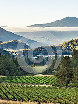 Vineyard and winery in rural area