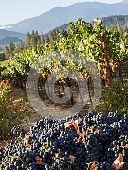 Vineyard and winery in rural area