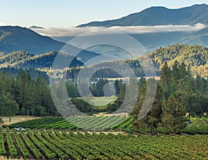 Vineyard and winery in rural area