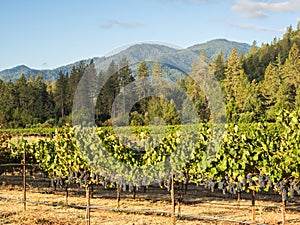 Vineyard and winery in rural area