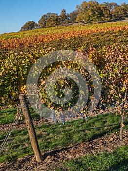 Vineyard and winery in rural area