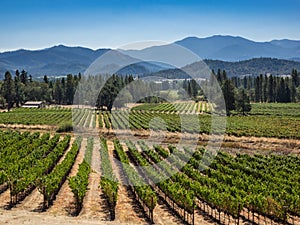 Vineyard and winery in rural area