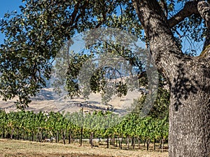 Vineyard and winery in rural area