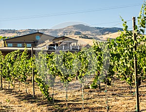 Vineyard and winery in rural area