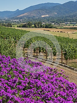 Vineyard and winery in rural area