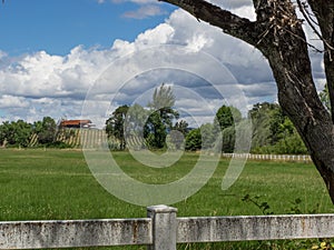 Vineyard and winery in rural area