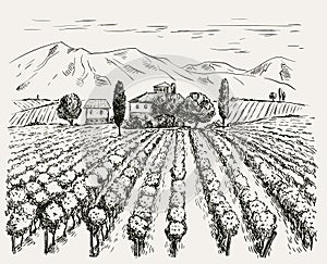 Vineyard and winery. vector sketch drawn by hand