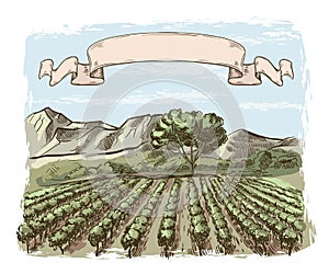 Vineyard and winery. vector sketch drawn by hand