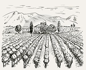 Vineyard and winery. vector sketch drawn by hand photo