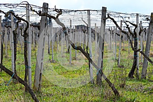 Vineyard in winter