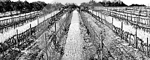 Vineyard in Winter
