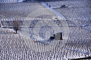 Vineyard in winter