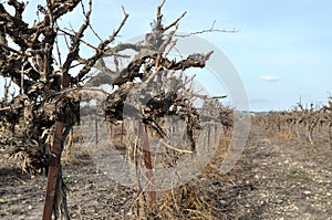 Vineyard in winter