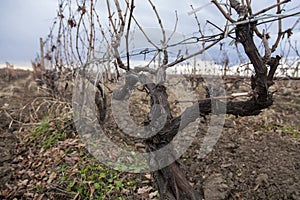 Vineyard in winter