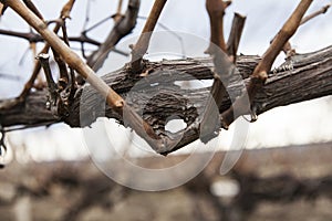 Vineyard in winter