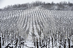 Vineyard in winter covered in snow