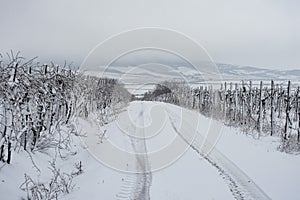 Vineyard in winter covered in snow