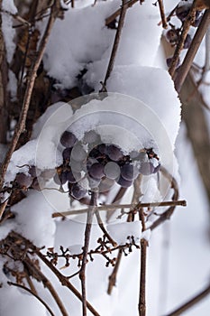 Vineyard in winter, frozen branches and grape berries