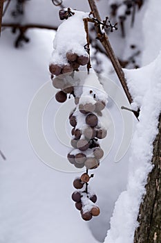 Vineyard in winter, frozen branches and grape berries